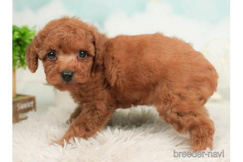 成約済の千葉県のトイプードル-210417の2枚目